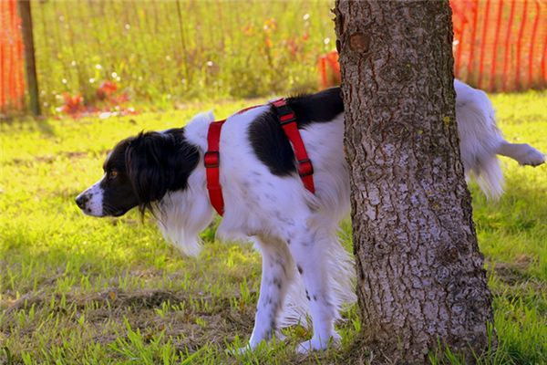 犬が故障する前の予兆とは　注意すべき症状と対策